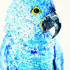 Papegaai blauw