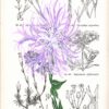 Dianthus